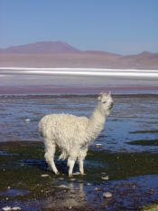 BOLIVIE 2004 Alpaca laguna colorada 4278m