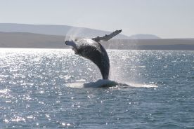 ISLANDE 2006 Baleine à Usavik