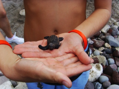 GUADELOUPE emergence bébé tortue 2007
