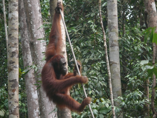 BORNEO Orang Outan dans la forêt de Bornéo - MALAYSIE 2011